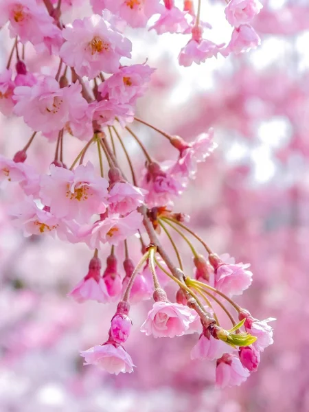 Close Japanese Pink Sakura Cherry Blossoms Flowers Bloom — Stock Photo, Image