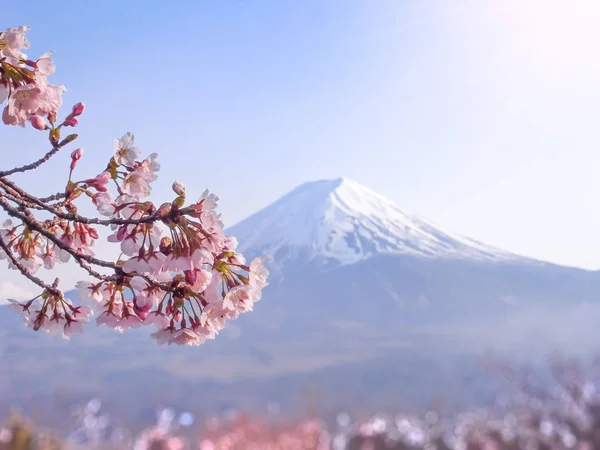 Japanese Sakura Cherry Blossoms Flowers Bloom Fuji Mountain Kawaguchi Lake — Stock Photo, Image