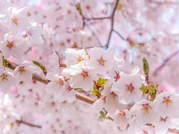 Close Japanese Pink Sakura Cherry Blossoms Flowers Bloom — Stock Photo, Image