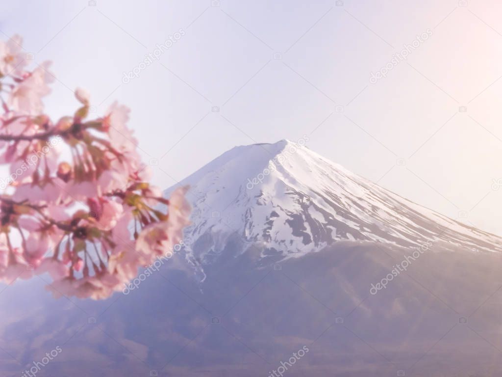 Japanese sakura cherry blossoms flowers in bloom with the Fuji mountain and Kawaguchi lake in background.