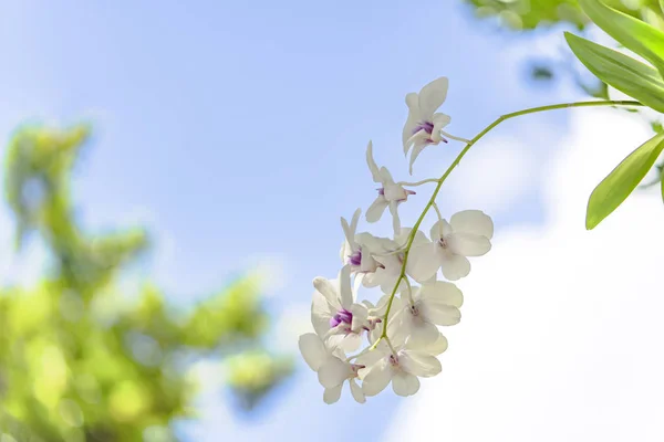 White orchid flowers in the Okinawa Islands in southern Japan