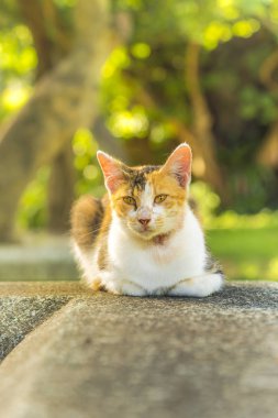turuncu ve beyaz tekir kedi objektife bakarak yatarken