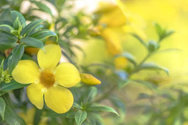 Yellow Alamanda Tropical Flowering Tree Apocynaceae Family Naha City Okinawa — Stock Photo, Image