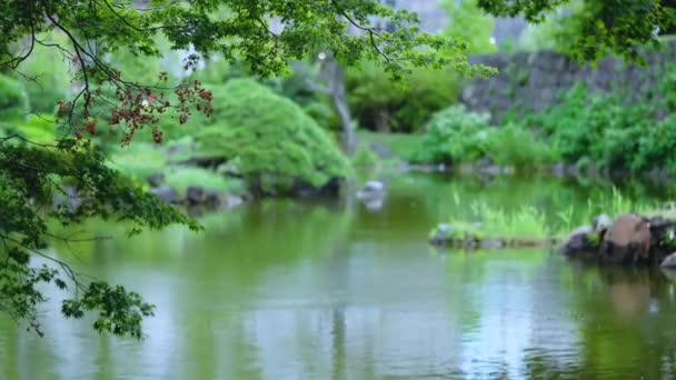 Japoński żółw w Shinji staw w publicznym ogrodzie Hibiya Park — Wideo stockowe