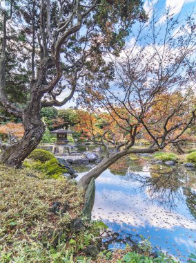 Tokyo, Japonya - 08 Aralık 2019: Tokyo 'daki Kyufurukawa Bahçesi' ndeki Ukiyoe baskısı gibi örtülü çamlar arasında görünen Yukimi taşından fener