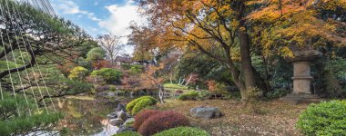 Tokyo, Japonya - 08 Aralık 2019: Tokyo Büyükşehir Parkı Kyufurukawa 'nın Japon bahçesinin çam ağaçları kışın kırmızı ve sarı akçaağaç momiji yaprakları ile korunmaktadır..