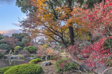 Tokyo, Japonya - 08 Aralık 2019: Tokyo Büyükşehir Parkı Kyufurukawa 'nın Japon bahçesinin çam ağaçları kışın kırmızı ve sarı akçaağaç momiji yaprakları ile korunmaktadır..