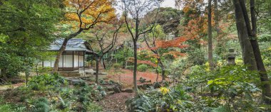 Tokyo, Japonya - 08 Aralık 2019: Sonbaharda akçaağaç ve çam ağaçları ormanındaki Tokyo Büyükşehir Parkı Kyufurukawa bahçesinin panoraması.