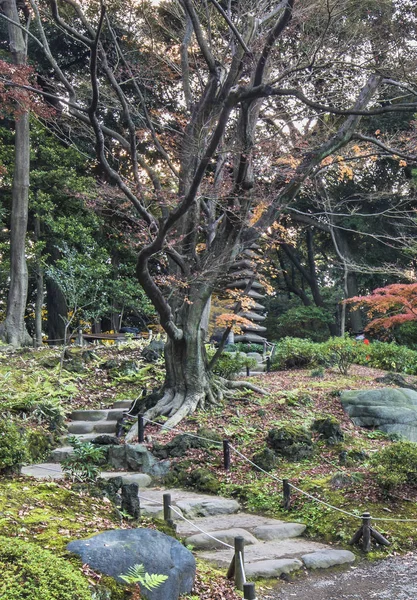 日本东京 2019年12月8日 东京都市公园九福川日本花园的石阶 位于枫树和松树林中 通向一座巨大的15层石塔 象征着13座佛塔 — 图库照片