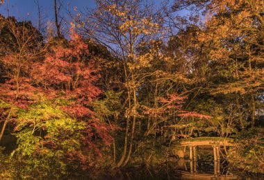 Tokyo, Japonya - 09 Aralık 2019: Tokyo Rikugien Bahçesi 'nde Yamakage ahşap köprüsünün sonbahar gecesi aydınlanması.