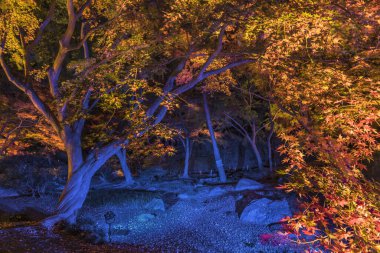 Tokyo, Japonya - 09 Aralık 2019: Tokyo 'nun kuzeyindeki Bunkyo bölgesindeki Rikugien Park bahçesindeki bir akçaağaç gövdesinin sonbahar gecesi aydınlandı.