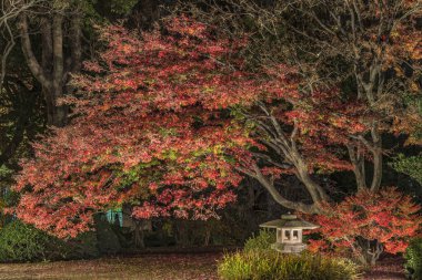 Sonbahar, sonbaharda Tokyo 'da Rikugien bahçesinde kırmızı bir akçaağaç momijisinin altında taştan bir fenerin ışığı yanıyor..