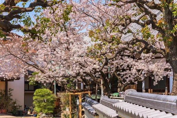 Pink Somei Yoshino Cerisier Fleurissant Long Des Rues Étroites Quartier — Photo