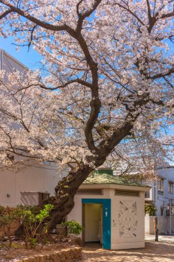 Yanaka 'nın Okakura Tenshin Anıt Parkı' ndaki altıgen umumi tuvalet köşkü kiraz ağacı altındaki Tokyo Üniversitesi 'nin kurucusuna adanmıştır..