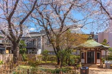 Tokyo Sanat Üniversitesi ya da Geidai 'nin kurucusuna adanmış altıgen pavilyon Yanaka' nın Okakura Tenshin Anıt Parkı 'nda kiraz ağaçları altında..