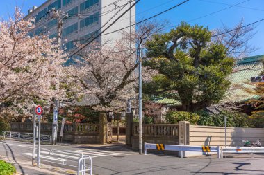 Tokyo, Japonya - 31 Mart 2020: Gokokuin Tapınağı 'nın girişindeki kiraz ağacı tarafından gözden kaçırılan yaya geçidi Daikokuten' in yedi şanslı tanrısından birine adanmıştır..