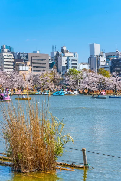 Getrocknetes Susuki Gras Vor Dem Shinobazu Teich Des Kaneiji Tempels — Stockfoto