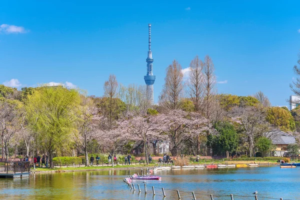 桜に囲まれた寛永寺の不忍池では 日本一高いタワー東京スカイツリーをバックに上野公園花見を楽しんでいます — ストック写真