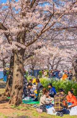 Tokyo, Japonya - 31 Mart 2020: Tokyo Hanami Bahar Festivali sırasında Japon ailelerinin oturması, Ueno Park 'ın pembe kiraz ağaçlarının tadını çıkarıyor..