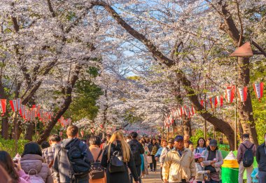 Tokyo, Japonya - 31 Mart 2020: Ueno Park koridorunda yürüyen turistler gün batımında kiraz çiçekleri ve kağıt fenerlerle gözden kaçırılıyor.