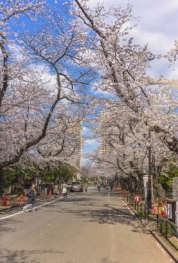 Japonlar Yanaka mezarlığında yürüyorlar ve Tennoji Tapınağı 'na giden yolun her iki tarafındaki kiraz çiçeklerinin altında gezinerek Hanami Bahar Festivali' nin tadını çıkarıyorlar..