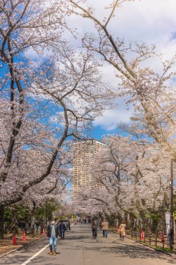 Japonlar Yanaka mezarlığında yürüyorlar ve Tennoji Tapınağı 'na giden yolun her iki tarafındaki kiraz çiçeklerinin altında gezinerek Hanami Bahar Festivali' nin tadını çıkarıyorlar..