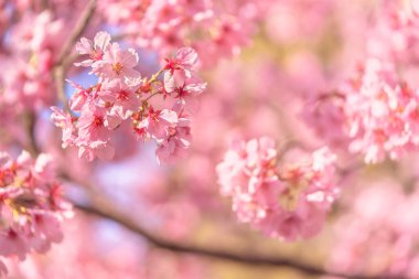Pembe bir Japon sato-zakura ya da prunus serrulata Kanzan kiraz çiçekleri üzerinde sakura bokeh arka planda.