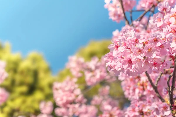 Primer Plano Sobre Sato Zakura Japonés Rosa Prunus Serrulata Kanzan — Foto de Stock
