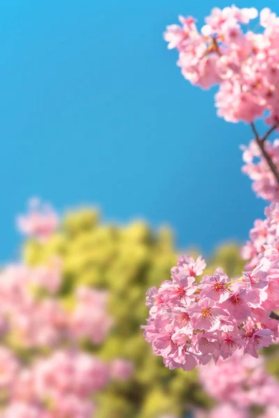 Primer Plano Sobre Sato Zakura Japonés Rosa Prunus Serrulata Kanzan — Foto de Stock