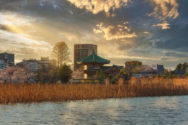 Dried lotus stems and susuki grass in the Shinobazu pond in front of the octagonal Bentendo temple surrounded by cherry blossoms trees with skyscrapers behind Ueno park at sunset. clipart