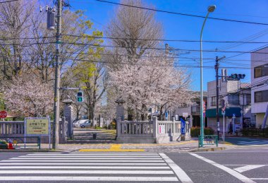 Tokyo Kita 'nın Kaminakazato semtinde, Hiratsuka Tapınağı kapısının önündeki yaya geçidi, pembe kiraz ağaçları tarafından gözden kaçmış..