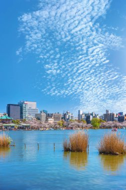 Kurumuş suuki otları ve çiftler Shinobazu göletinde kuğu teknelerinin keyfini çıkarıyorlar Bentendo tapınağının önünde Ueno parkının arkasında gökdelenleri olan kiraz çiçekleriyle çevrili..
