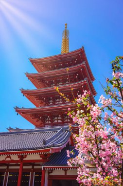 Pembe kiraz çiçekleri ve Asakusa 'daki Senso ji Budist Tapınağı' nın beş katlı tapınağı..