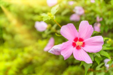 Yeşil yaprakların arka planında bir ışık demeti ile çiçek açan pembe amber çiçeği..