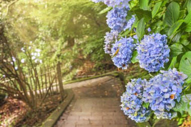 Close-up on purple blue hydrangeas flowers along the hiking staircase in steep slope leading through the forest of Mount Nokogiri to the giant buddha of Nihonji temple. clipart