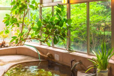 Japon geleneksel ev yapımı kaplıcaların içi kayalar, yeşil bitkiler ve büyük cam pencerelerle çevrili..