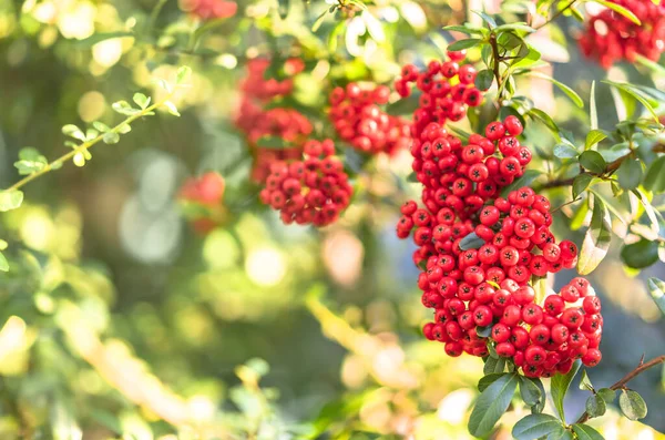 Shrubs Red Colored Japanese Rowan Mountain Ashes Known Sorbus Commixta — Stock Photo, Image