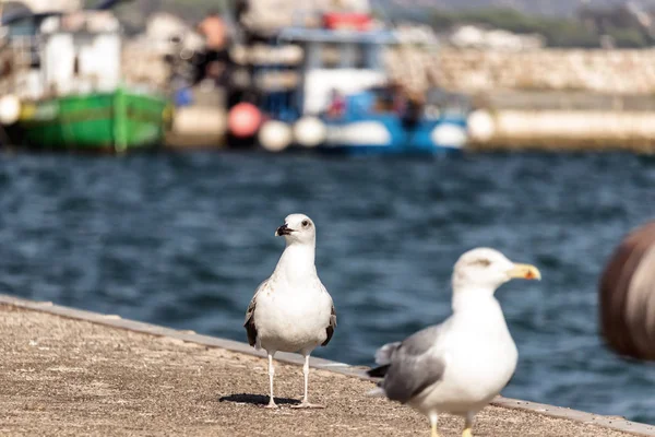 in focus seagulls couple in a dock, with blurry background