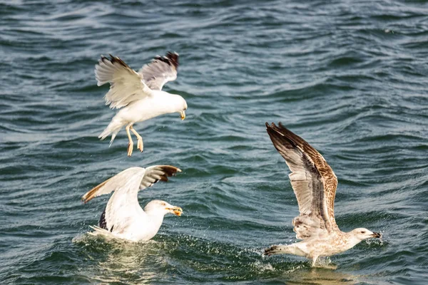 Gabbiani Che Combattono Cibo — Foto Stock