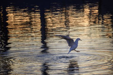 Beyaz üzerine kırmızı domates izole
