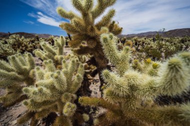 Cholla bahçeleri, Joshua Tree National Park, Kaliforniya
