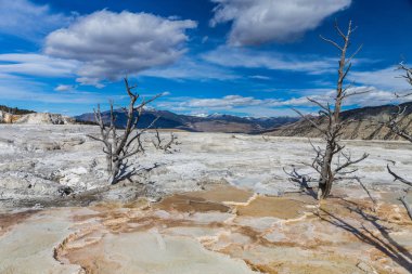 Kanarya bahar, Yellowstone Milli Parkı, Wyoming
