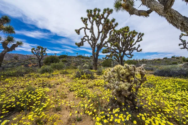 Lost Horse Valley Joshua Tree National Park California Stock Picture