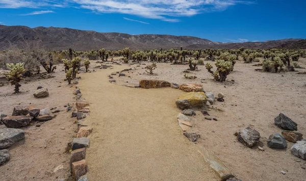 Cholla Gardens Trail Joshua Tree National Park California Stock Image