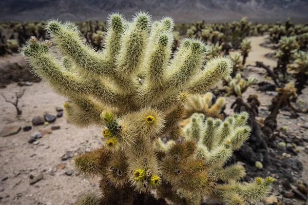 Cholla Gardens Joshua Tree National Park California Stock Image