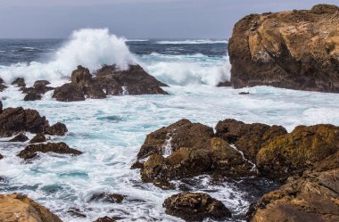 Noktası Lobos devlet rezerv California bölgede kuş Adası