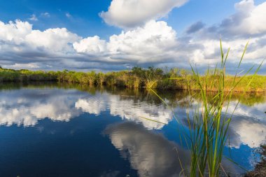 Yılanboyungiller iz Florida Everglades Ulusal Parkı içinde