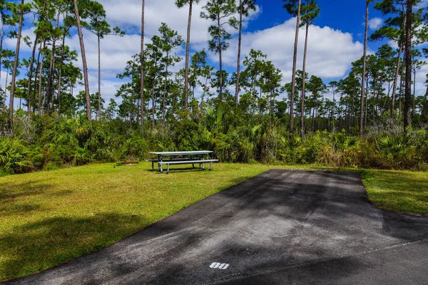 Long Pine Key Campeggio Everglades National Park Florida — Foto Stock