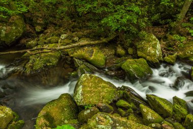Büyük Smoky Dağları Milli Parkı Tennessee kükreyen çatal