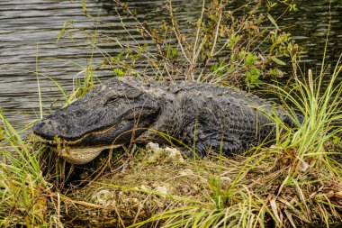 Yılanboyungiller iz timsahlar Florida Everglades Ulusal Parkı içinde
